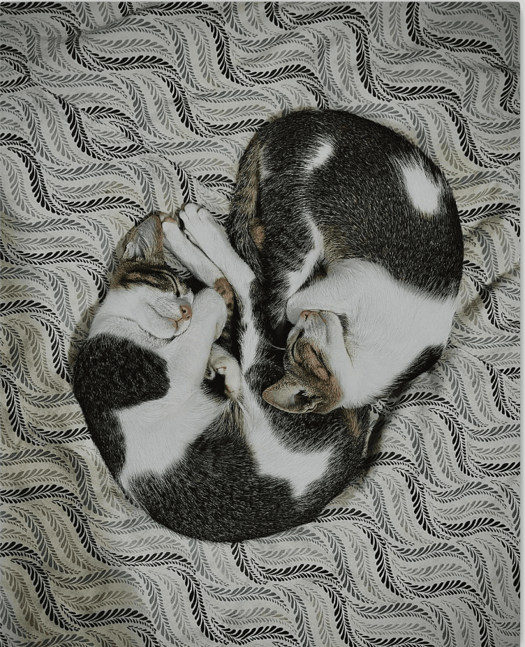 Whiskered Companionship